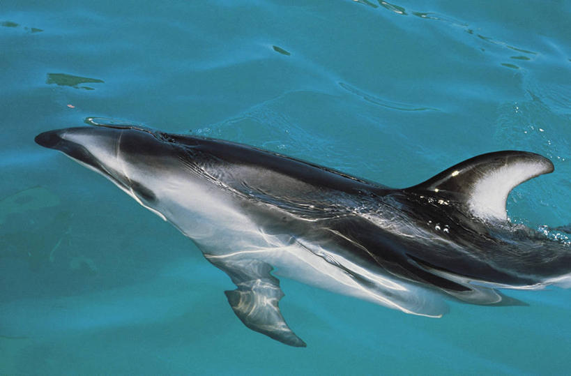 游泳,无人,横图,俯视,室外,特写,白天,水下,水,哺乳动物,海豚,鲸鱼,野生动物,科学,图像,海洋生物,动物,生物,摄影,鲸,生物学,水生动物,主题,自然现象,水生物,视角,海底动物,构图,鲸类,白暨豚,白鳍,白鳍豚,彩图,高角度拍摄,时空,动物学,脊椎动物亚门