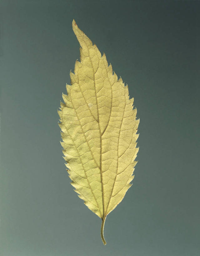 无人,竖图,室内,特写,农作物,叶子,科学,图像,一个,自然,概念,摄影,单个,生物学,主题,构图,想法,叶脉,彩图,影棚拍摄,时空,大麻纤维