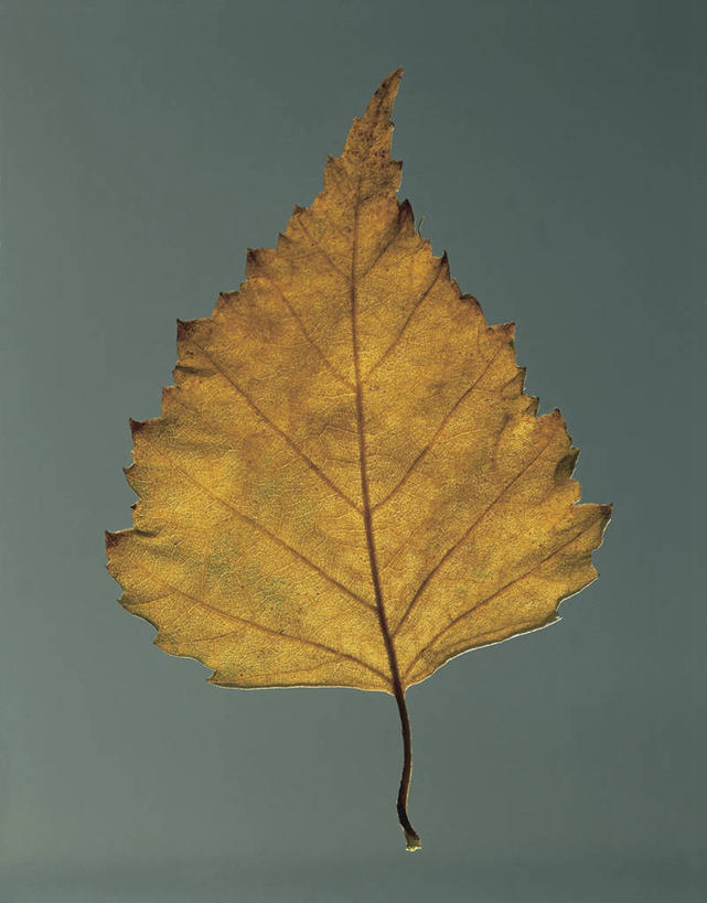 无人,竖图,室内,特写,白桦树,叶子,科学,图像,一个,黄色,自然,概念,摄影,白桦,单个,生物学,主题,落叶树,构图,想法,叶脉,彩图,影棚拍摄,时空