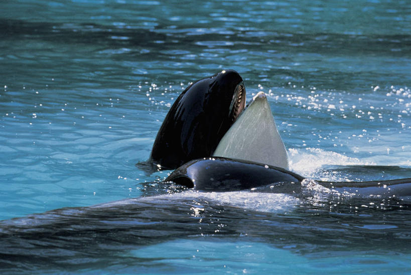 游泳,无人,横图,室外,特写,白天,水下,水,哺乳动物,海豚,野生动物,科学,图像,动物,两只,生物,摄影,鲸,部分,生物学,主题,自然现象,逆戟鲸,构图,鲸类,彩图,时空,动物学,脊椎动物亚门