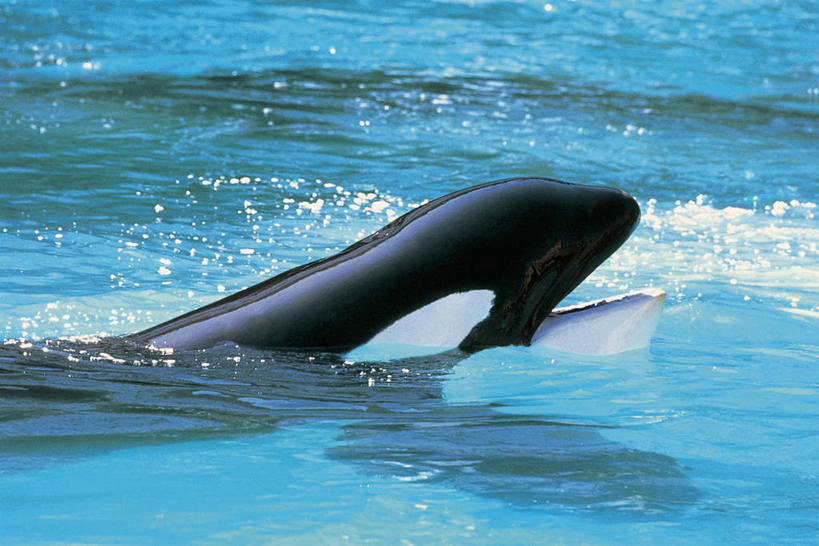 游泳,无人,横图,俯视,室外,白天,水下,水,哺乳动物,海豚,野生动物,科学,图像,动物,张嘴,生物,摄影,鲸,生物学,主题,自然现象,视角,张大嘴巴,逆戟鲸,构图,鲸类,张开嘴,彩图,高角度拍摄,时空,动物学,脊椎动物亚门