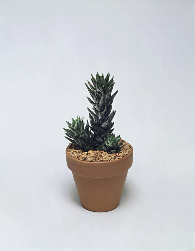 无人,竖图,室内,特写,白色背景,植物,科学,图像,自然,概念,摄影,生长,生物学,主题,构图,彩图,影棚拍摄,时空,百合科