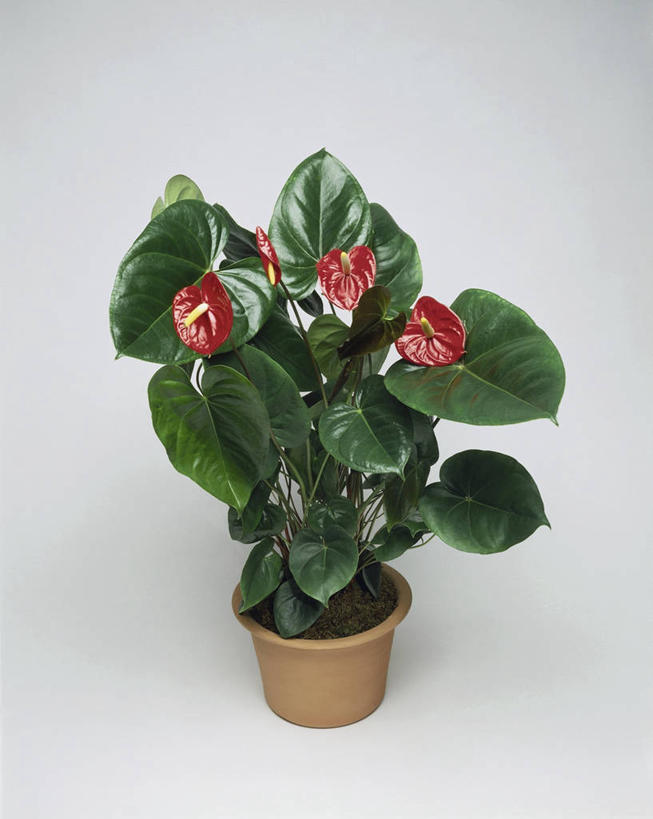 无人,竖图,室内,特写,白色背景,植物,百合花,微生物,科学,细菌,图像,自然,概念,生物,摄影,生长,生物学,水生植物,主题,花烛属,强瞿,生命体,构图,百合蒜,倒仙,番韭,山丹,彩图,影棚拍摄,时空,原核生物