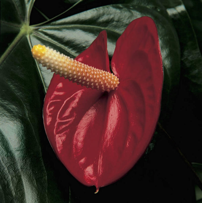 无人,方图,室外,特写,白天,美景,百合花,微生物,科学,细菌,景观,图像,红色,自然,概念,生物,景色,摄影,生长,生物学,脆弱,清新,自然风光,水生植物,主题,花烛属,强瞿,生命体,构图,百合蒜,倒仙,番韭,山丹,彩图,时空,原核生物