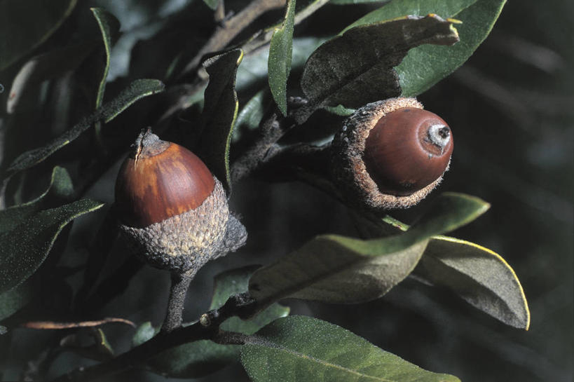 无人,横图,室外,特写,白天,植物,水果,科学,食品,图像,树,自然,概念,摄影,生长,生物学,主题,橡树,山毛榉,落叶树,麻栎金刚,山毛榉树,构图,彩图,壳斗,时空