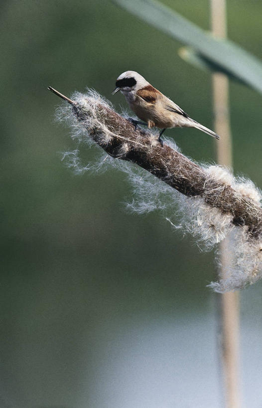 无人,竖图,室外,特写,白天,野生动物,鸟类,枝,图像,动物,生物,摄影,栖息,生物学,主题,构图,鸣鸟,彩图,时空,动物学,脊椎动物亚门