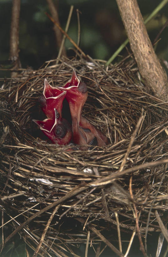 无人,竖图,室外,特写,白天,野生动物,三只,鸟类,鸟巢,枝,图像,小鸟,依靠,张嘴,概念,摄影,生物学,主题,张大嘴巴,喙,构图,嫩枝,鸣鸟,开端,张开嘴,彩图,时空,动物学,脊椎动物亚门
