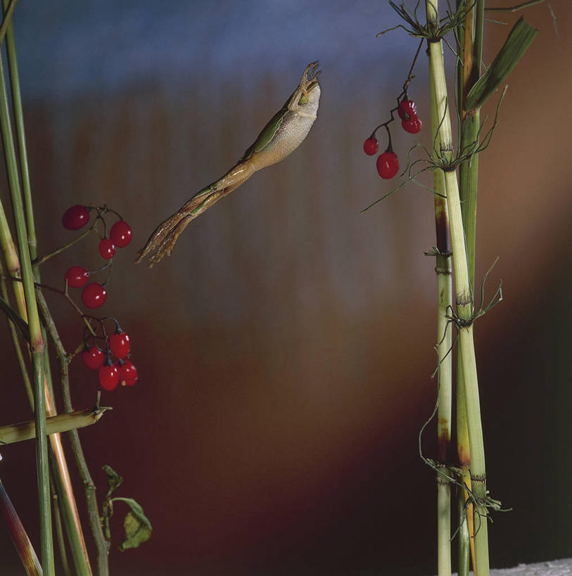 无人,跳,方图,室外,特写,白天,青蛙,野生动物,水果,树蛙,食品,茎,半空,图像,动物,生物,摄影,生物学,主题,构图,欧洲树蛙,彩图,时空,动物学,脊椎动物亚门