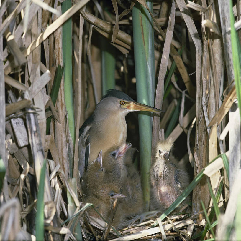无人,方图,室外,特写,白天,野生动物,鸟类,鸟巢,茎,图像,依靠,动物,概念,生物,摄影,五只,生物学,鹳,关爱,主题,构图,开端,彩图,时空,动物学,脊椎动物亚门