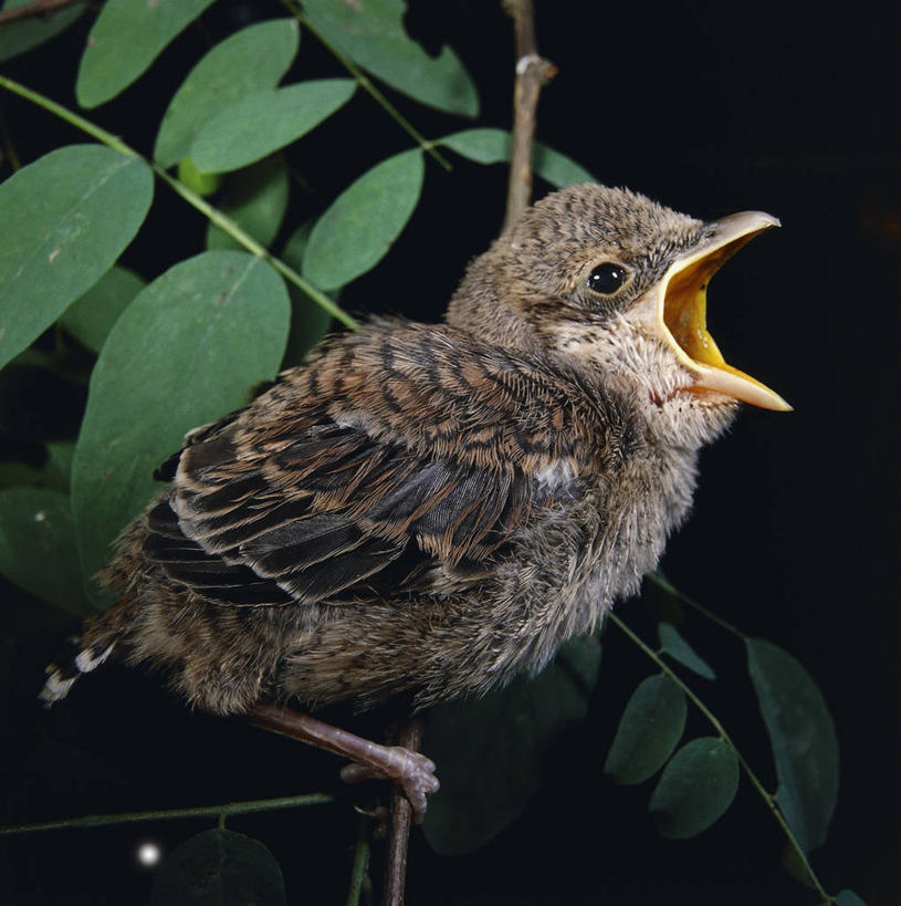 无人,方图,室外,特写,夜晚,野生动物,叶子,鸟类,枝,图像,动物,张嘴,摄影,栖息,生物学,主题,张大嘴巴,喙,构图,鸣鸟,张开嘴,彩图,时空,动物学,脊椎动物亚门