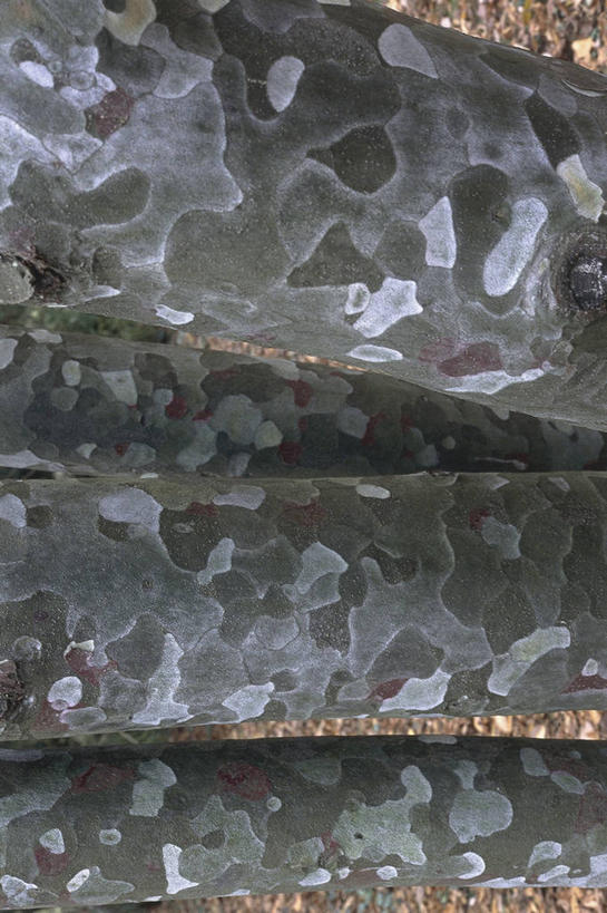 无人,竖图,室外,特写,白天,背景,松树,树皮,图像,自然,摄影,主题,云杉,常绿树,构图,式样,针叶树,彩图,全画面,全框架,全帧,时空,全画幅