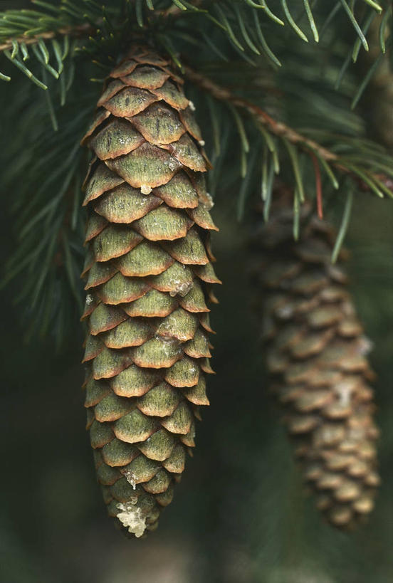 无人,竖图,室外,特写,白天,植物,松树,松果,种子,图像,树,自然,概念,摄影,生长,主题,云杉,构图,针叶树,彩图,时空