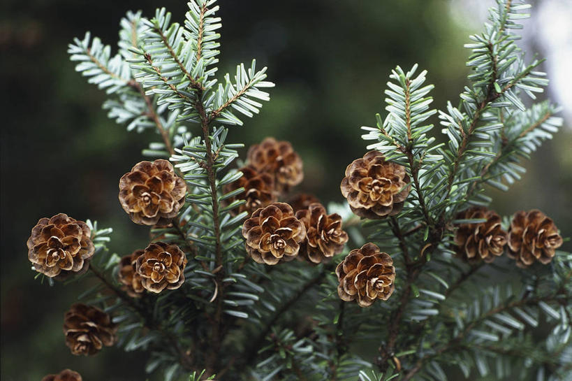 无人,横图,室外,特写,白天,植物,松树,叶子,图像,花,花瓣,树,自然,概念,摄影,生长,杉树,主题,坚定,云杉,长寿,贞洁,构图,针叶树,彩图,铁杉,时空