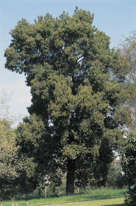 无人,竖图,室外,白天,旅游,度假,美景,植物,景观,田地,图像,娱乐,草,树,天空,自然,享受,休闲,概念,景色,放松,摄影,生长,宁静,自然风光,主题,橡树,山毛榉,落叶树,万里无云,麻栎金刚,山毛榉树,构图,槲树,彩图,壳斗,时空