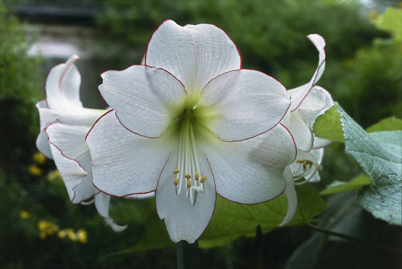 无人,横图,室外,特写,白天,叶子,图像,花瓣,自然,概念,摄影,生长,雄蕊,主题,构图,彩图,时空,百合科