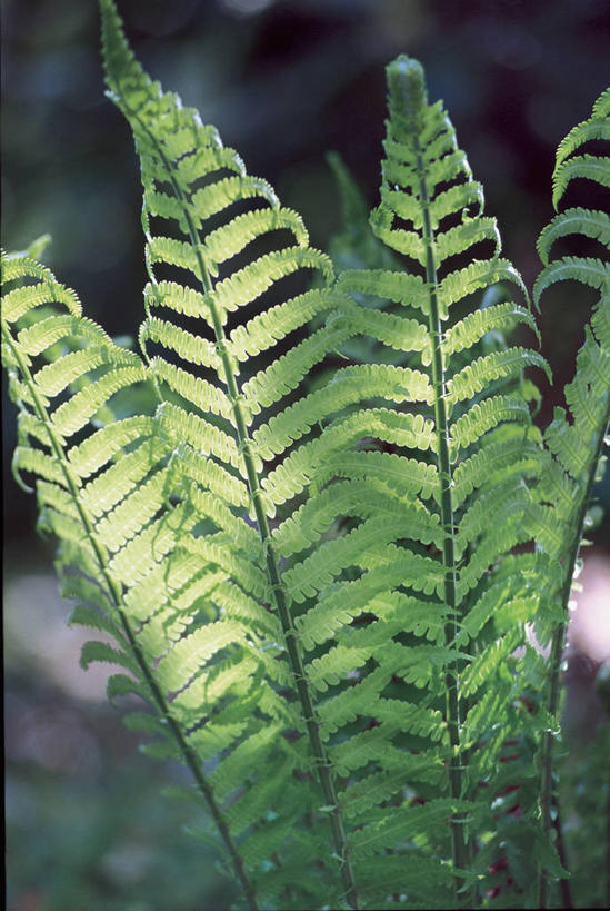 无人,竖图,室外,特写,白天,植物,叶子,图像,绿色,自然,概念,生物,摄影,生长,成长,蕨类,蕨类植物,主题,构图,鳞毛蕨,彩图,时空