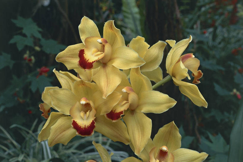 无人,横图,室外,特写,白天,叶子,图像,花瓣,黄色,自然,概念,摄影,生长,高雅,主题,蕙兰,淡泊,花中君子,构图,兰花,彩图,时空