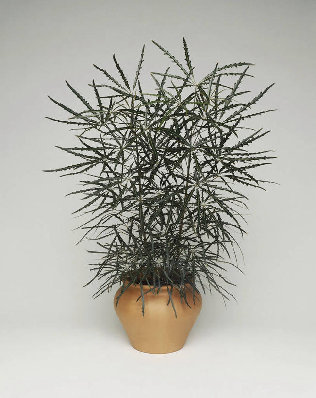 无人,竖图,室内,特写,白色背景,植物,叶子,花盆,园艺,图像,一个,自然,概念,生物,摄影,生长,单个,主题,构图,五加科,彩图,影棚拍摄,时空