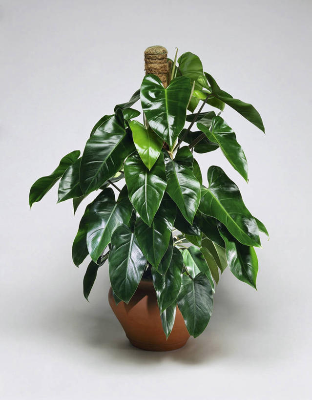 无人,竖图,室内,特写,白色背景,植物,微生物,叶子,花盆,细菌,园艺,图像,树,一个,自然,概念,生物,摄影,生长,单个,水生植物,主题,生命体,构图,彩图,影棚拍摄,时空,原核生物