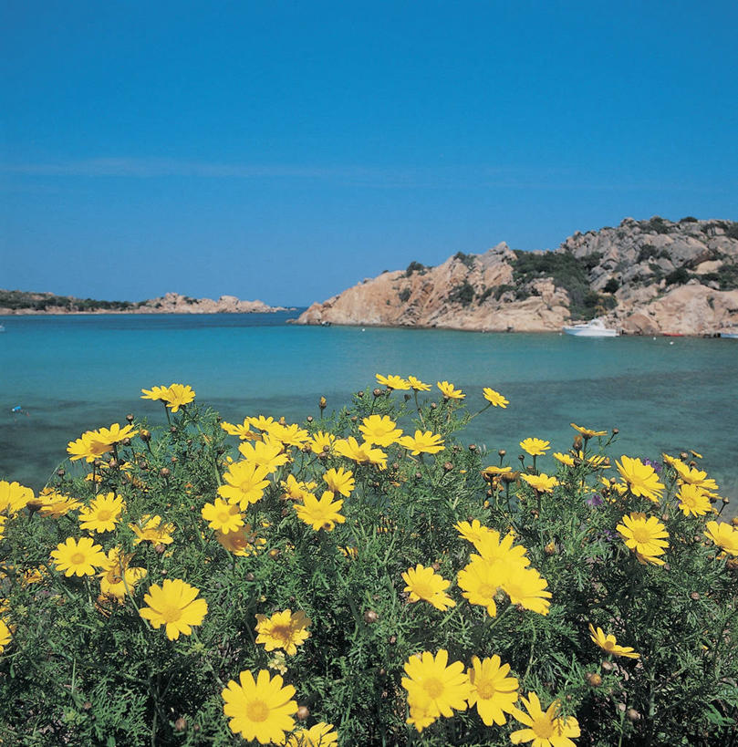 无人,方图,室外,特写,白天,爱情,快乐,幸福,海洋,美景,山,水,意大利,欧洲,科学,岛,景观,玛格丽特,首都,图像,雏菊,蓝色,天空,自然,夏天,概念,菊花,景色,活力,季节,摄影,希望,吉祥,生物学,脆弱,坚强,地中海,地中海文化,南欧,自然风光,主题,和平,自然现象,意大利文化,离别,地貌,万里无云,意大利共和国,高洁,延命菊,幸福花,春菊,马兰头花,长寿,暗恋,纯情,单恋,怀恋,清净,真情,寿客,秋菊,构图,撒丁岛,萨萨里省,天真,海滩,彩图,旅行,愉快,马达莱纳岛,时空,传统文化