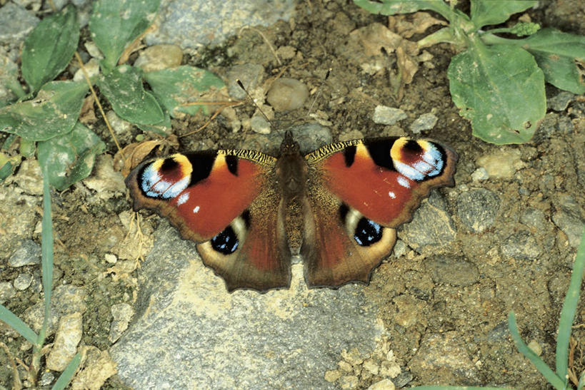 无人,横图,室外,特写,白天,野生动物,蝴蝶,叶子,科学,昆虫,沙子,图像,无脊椎动物,自然,动物,摄影,蛱蝶,生物学,主题,自然现象,益虫,孔雀蛱蝶,四足蝶,构图,残锷线蛱蝶,孔雀蝴蝶,彩图,时空