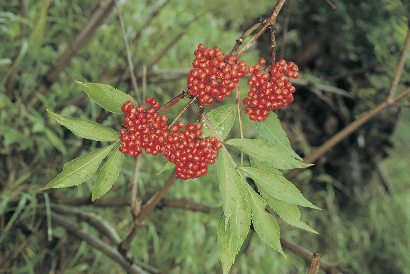 无人,横图,室外,特写,白天,植物,水果,叶子,科学,食品,图像,树,自然,概念,摄影,生长,生物学,主题,忍冬,构图,彩图,时空