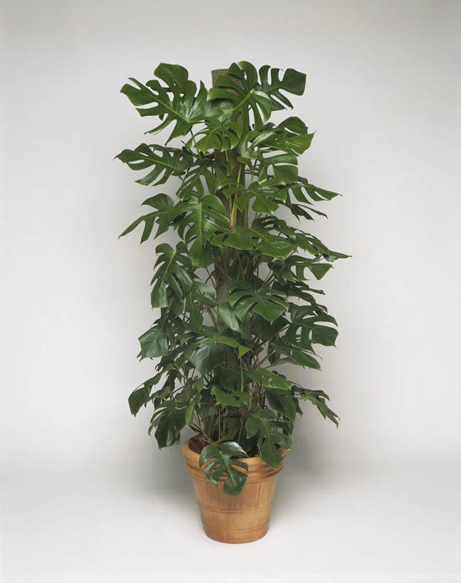 无人,竖图,室内,特写,白色背景,植物,微生物,叶子,科学,细菌,图像,自然,生物,摄影,生物学,水生植物,主题,生命体,构图,彩图,影棚拍摄,时空,原核生物