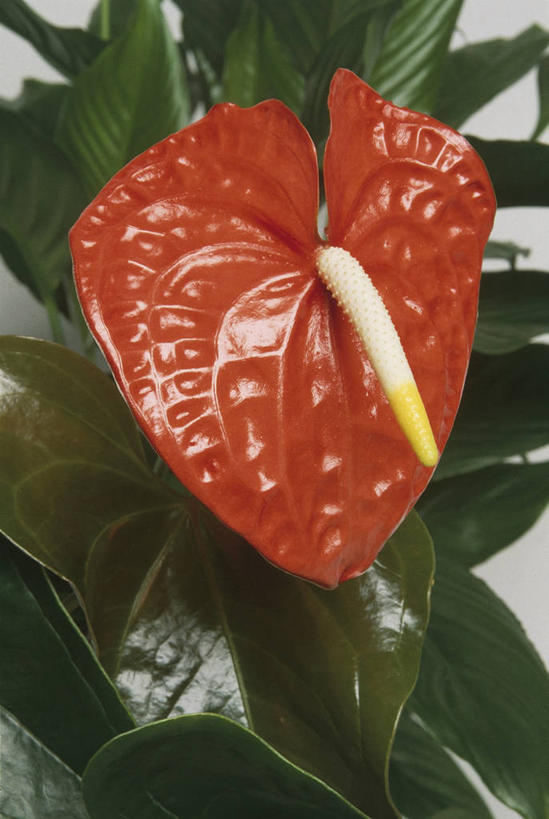 无人,竖图,室内,特写,百合花,微生物,叶子,科学,细菌,图像,红色,自然,概念,生物,摄影,生物学,脆弱,水生植物,主题,花烛属,强瞿,生命体,构图,百合蒜,倒仙,番韭,山丹,彩图,影棚拍摄,时空,原核生物,百合科