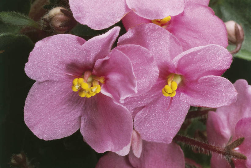 无人,横图,室外,特写,叶子,科学,图像,花,花朵,粉色,自然,摄影,生物学,雄蕊,主题,构图,非洲堇,彩图,时空