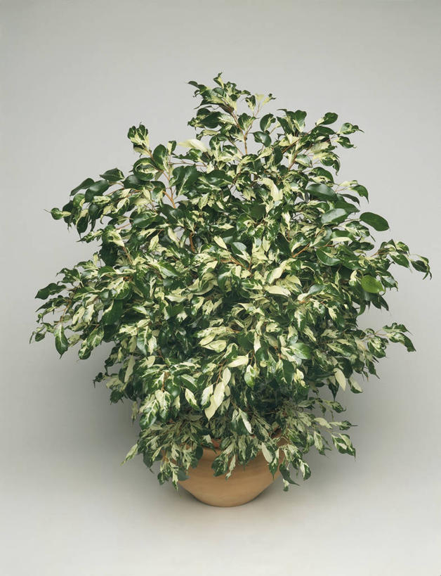 无人,竖图,室内,特写,植物,叶子,科学,图像,自然,摄影,生物学,主题,构图,无花果树,彩图,影棚拍摄,时空