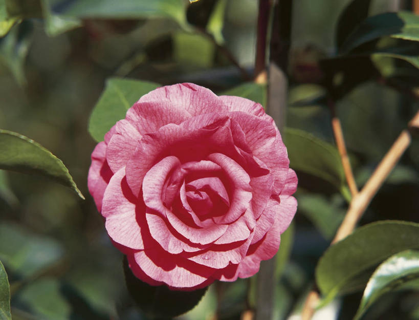 无人,横图,室外,特写,白天,山茶花,叶子,科学,图像,花,花朵,粉色,自然,概念,摄影,生长,生物学,主题,玉茗花,耐冬,海石榴,构图,茶花,彩图,时空