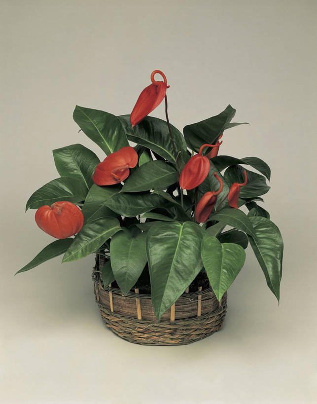 无人,竖图,室内,特写,百合花,微生物,科学,细菌,图像,自然,生物,摄影,生物学,水生植物,主题,花烛属,强瞿,生命体,构图,百合蒜,倒仙,番韭,山丹,彩图,影棚拍摄,时空,原核生物