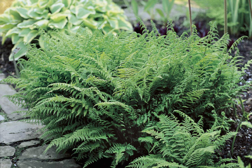 无人,横图,室外,特写,白天,植物,叶子,图像,绿色,自然,摄影,生长,成长,蕨类,蕨类植物,主题,构图,鳞毛蕨,岩石,彩图,时空