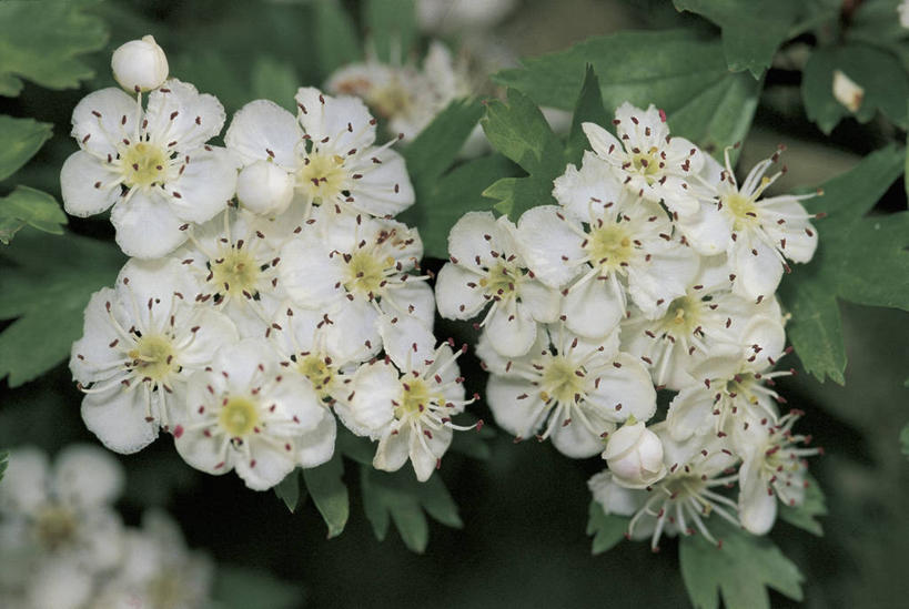 无人,横图,室外,特写,白天,美景,植物,叶子,丰富,景观,图像,花,花瓣,花朵,树,白色,自然,概念,山楂树,景色,摄影,灌木,自然风光,主题,构图,彩图,时空