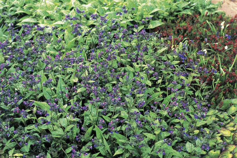 无人,横图,室外,特写,白天,叶子,图像,花,花瓣,花朵,自然,摄影,草本,主题,琉璃苣,构图,彩图,时空,兜藓