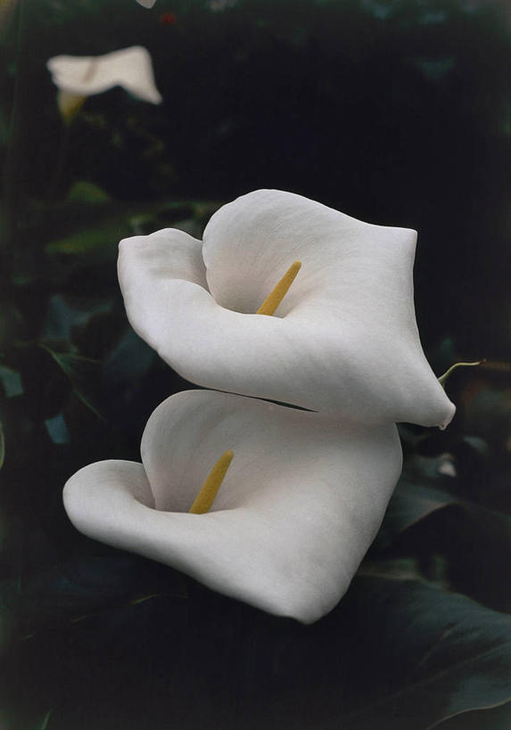 无人,竖图,室外,特写,马蹄莲,微生物,叶子,细菌,图像,花,花瓣,白色,自然,黄昏,概念,生物,摄影,生长,雄蕊,水生植物,主题,生命体,构图,彩图,时空,原核生物