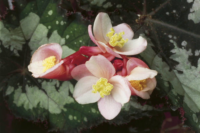 无人,横图,室外,特写,白天,叶子,茎,图像,花瓣,自然,概念,摄影,生长,秋海棠,脆弱,主题,构图,彩图,时空