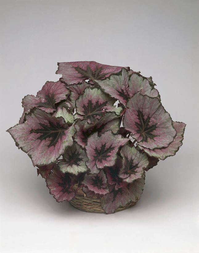 无人,竖图,室内,特写,白色背景,植物,叶子,篮子,图像,白色,容器,概念,摄影,生长,秋海棠,脆弱,构图,叶脉,彩图,影棚拍摄,时空