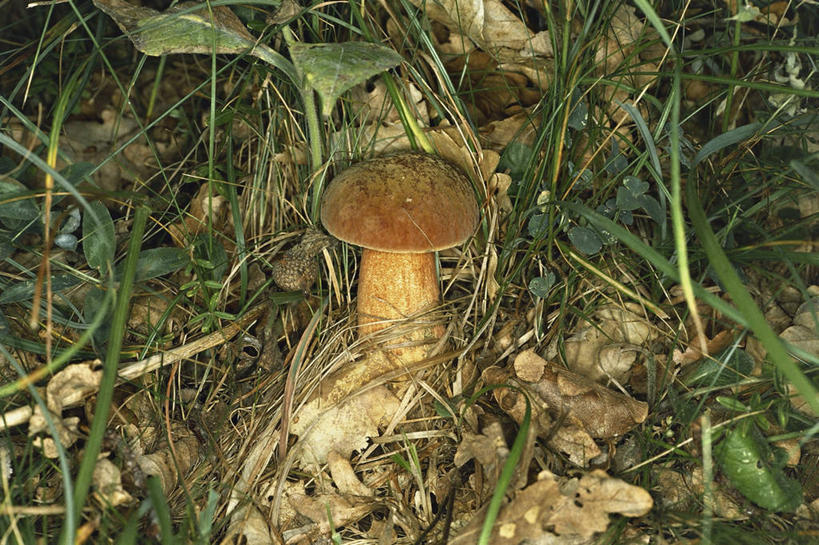 无人,横图,俯视,室外,特写,白天,叶子,蘑菇,图像,自然,概念,生物,摄影,真菌,主题,视角,构图,危险,彩图,高角度拍摄,时空,胡椒牛肝菌