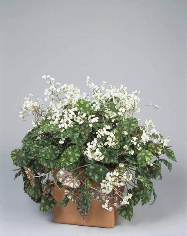 无人,竖图,室内,特写,植物,叶子,图像,概念,生物,摄影,生长,构图,彩图,影棚拍摄,时空