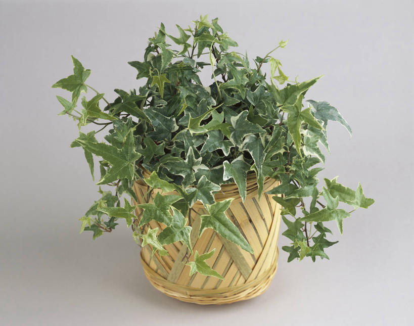 无人,横图,室内,特写,植物,叶子,常春藤,图像,绿色,概念,生物,摄影,生长,构图,五加科,彩图,影棚拍摄,时空