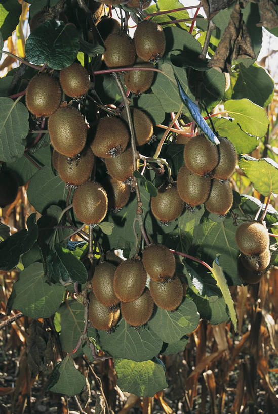 无人,竖图,室外,特写,白天,农业,植物,猕猴桃,水果,叶子,法国,欧洲,吊挂,悬挂,食品,枝,挂,图像,饮食,树,自然,热带水果,概念,摄影,生长,西欧,地中海文化,法兰西,主题,健康食物,中欧,法兰西共和国,阿基坦,法兰西第五共和国,构图,嫩枝,亚魁当,阿基坦大区,多尔多涅,奇异果,猕猴梨,彩图,时空,传统文化