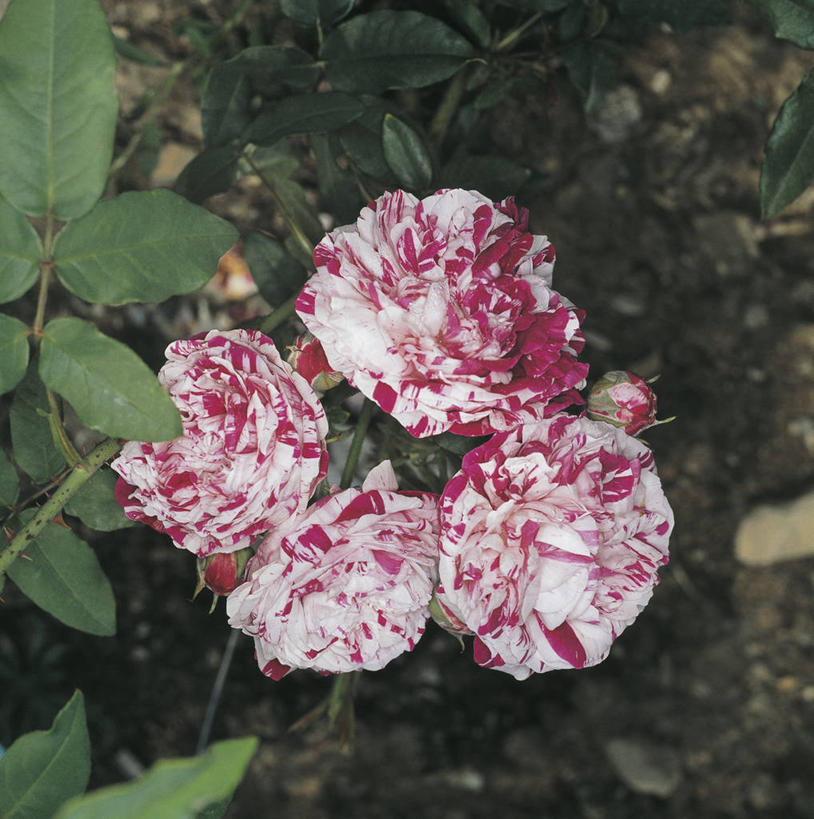 威士忌,无人,方图,室外,特写,白天,美景,植物,玫瑰,叶子,景观,图像,花瓣,粉色,自然,概念,生物,景色,摄影,生长,脆弱,自然风光,主题,构图,彩图,时空