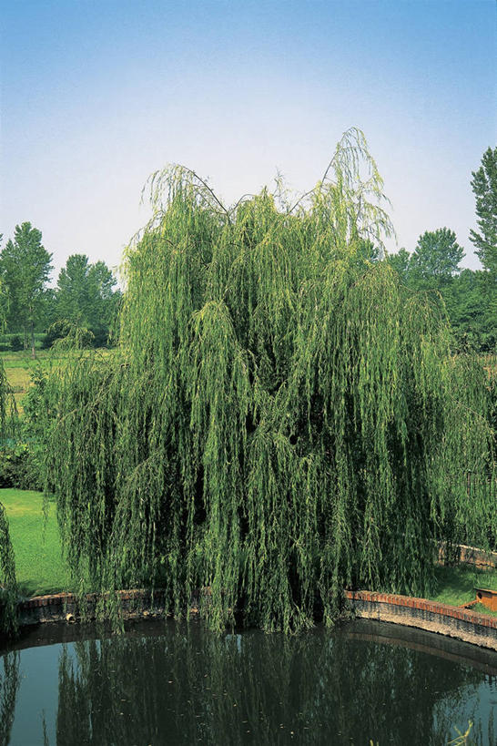 无人,竖图,室外,白天,植物,柳树,反射,池塘,图像,垂柳,草,树,风景,天空,自然,概念,摄影,生长,宁静,主题,落叶树,万里无云,构图,死水,彩图,时空