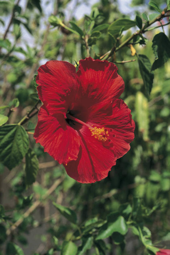 无人,竖图,室外,特写,白天,美景,植物,叶子,科学,景观,木槿,木槿花,美丽,图像,花瓣,红色,自然,概念,生物,景色,摄影,生长,生物学,脆弱,坚韧,雌蕊,自然风光,主题,永恒,质朴,无穷花,构图,金钱紫花葵,锦葵,荆葵,钱葵,淑气花,小白淑气花,恩惠,彩图,时空