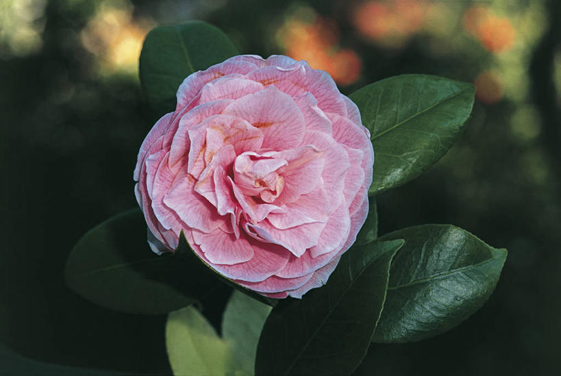 无人,横图,室外,特写,白天,美景,植物,山茶花,叶子,景观,图像,花瓣,粉色,自然,概念,生物,景色,摄影,生长,脆弱,自然风光,主题,玉茗花,耐冬,海石榴,构图,茶花,彩图,时空