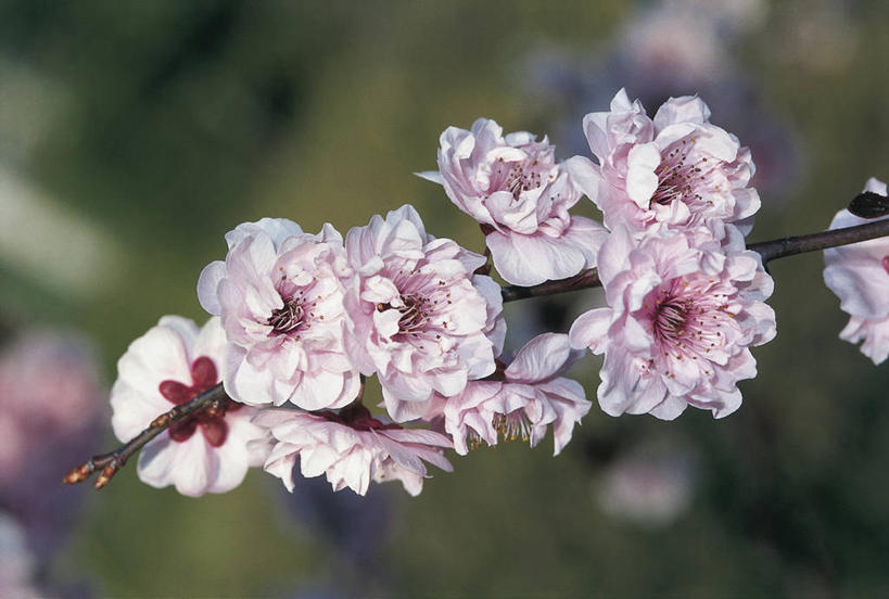 无人,横图,室外,特写,白天,幸福,纯洁,美景,植物,樱花,景观,枝,图像,花,花瓣,粉色,自然,概念,生物,景色,摄影,生长,等待,脆弱,生命,雄蕊,自然风光,主题,仙樱花,福岛樱,青肤樱,高尚,热烈,构图,日本早樱,荆桃,彩图,时空