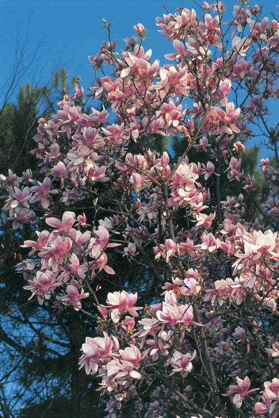 无人,竖图,室外,特写,白天,仰视,美景,植物,景观,枝,图像,花,花朵,树,天空,自然,概念,生物,景色,摄影,生长,脆弱,自然风光,主题,视角,落叶树,万里无云,构图,郁金香树,彩图,低角度拍摄,时空