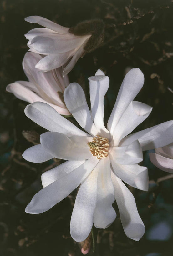 无人,竖图,室外,特写,白天,植物,玉兰花,阴影,图像,花瓣,白色,自然,概念,生物,摄影,生长,脆弱,雄蕊,主题,辛夷,木兰花,构图,玉兰,应春花,木兰,白玉兰,玉树,彩图,时空,望春,玉堂春