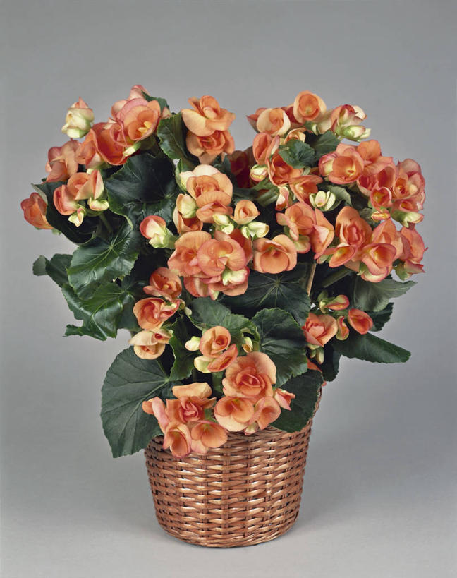 无人,竖图,室内,特写,植物,叶子,篮子,图像,花蕾,花瓣,容器,概念,摄影,生长,秋海棠,脆弱,构图,球根海棠,开端,彩图,影棚拍摄,时空